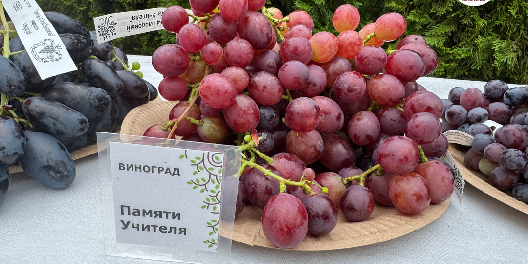 Виноград укрывной для средней полосы