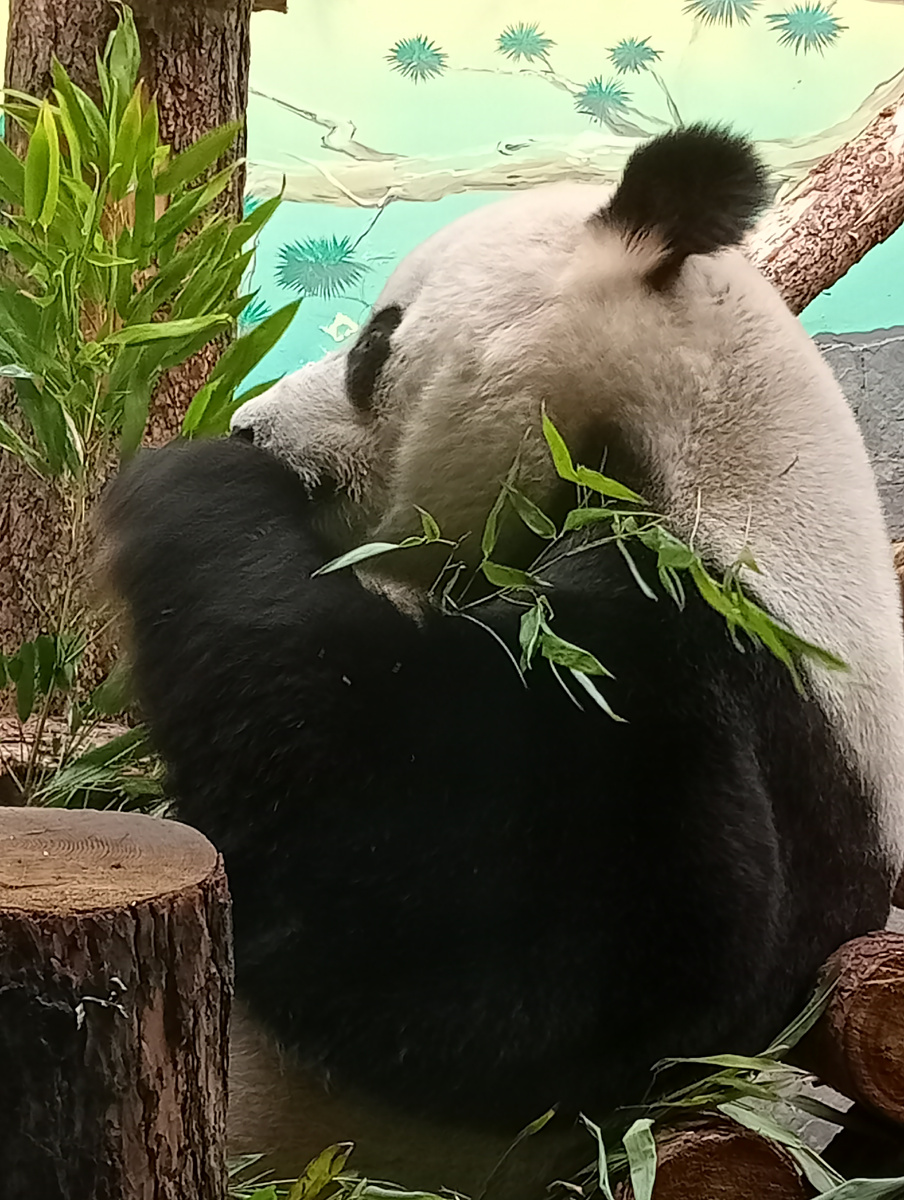 Пандочка Катюша и бамбук 