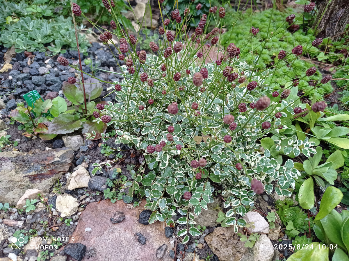 одна из моих кровохлебок