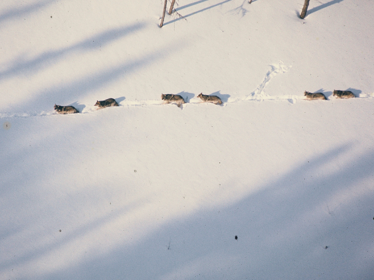 Волк — пальцеходящее животное, а перепонки на лапах позволяют ему эффективно передвигаться даже по глубокому снегу, где человек моментально завязнет. superiornationalforest, CC BY 2.0