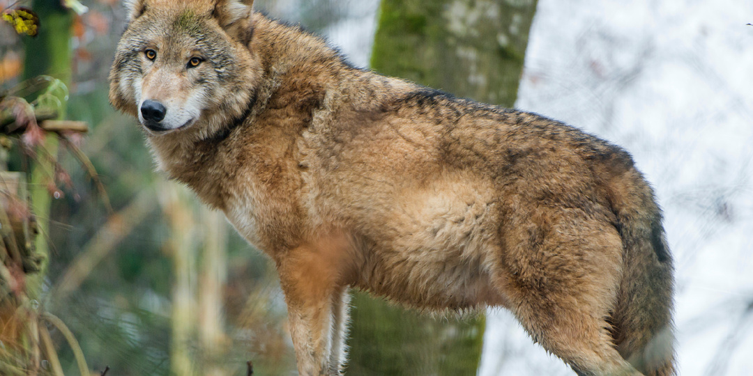 Почему матёрого волка почти невозможно победить голыми руками