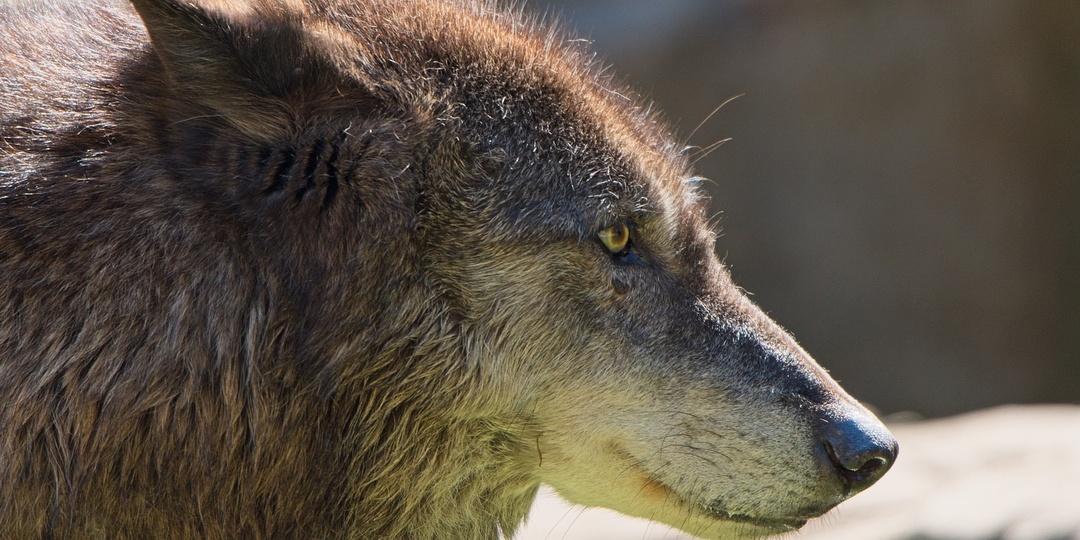 Почему матёрого волка почти невозможно победить голыми руками