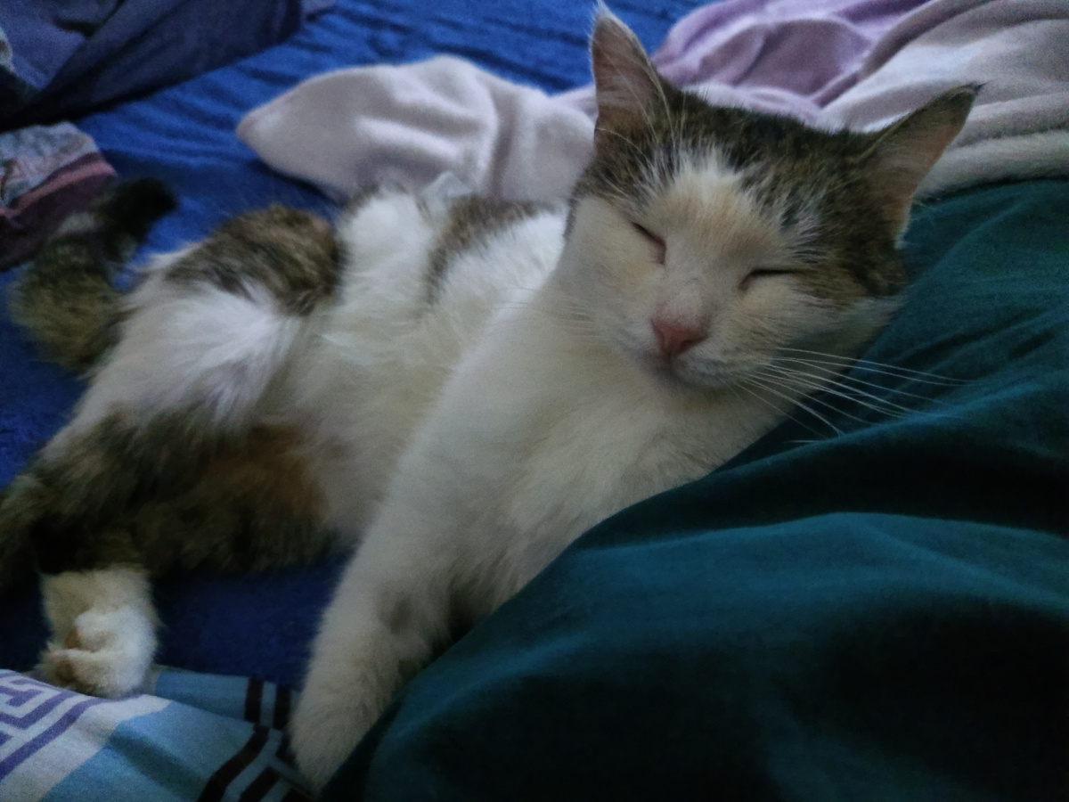 Фото автора. Первая ночь дома, после больницы.