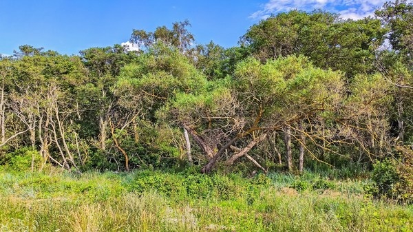 Это так просто ... ощущать себя частью необъятного мира окружающего тебя ...   

На косе в Зеленоградске ...   

  