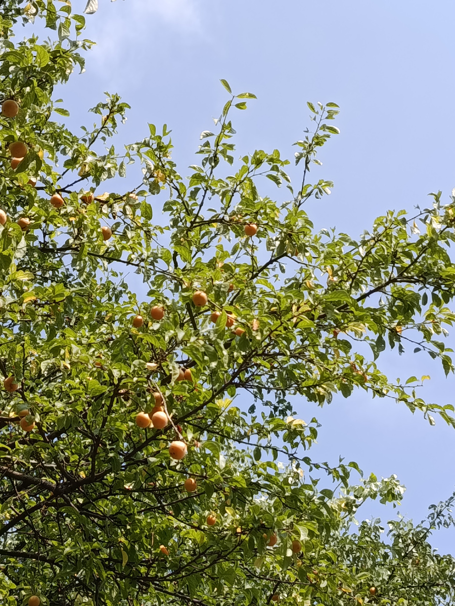 Августовская алыча.