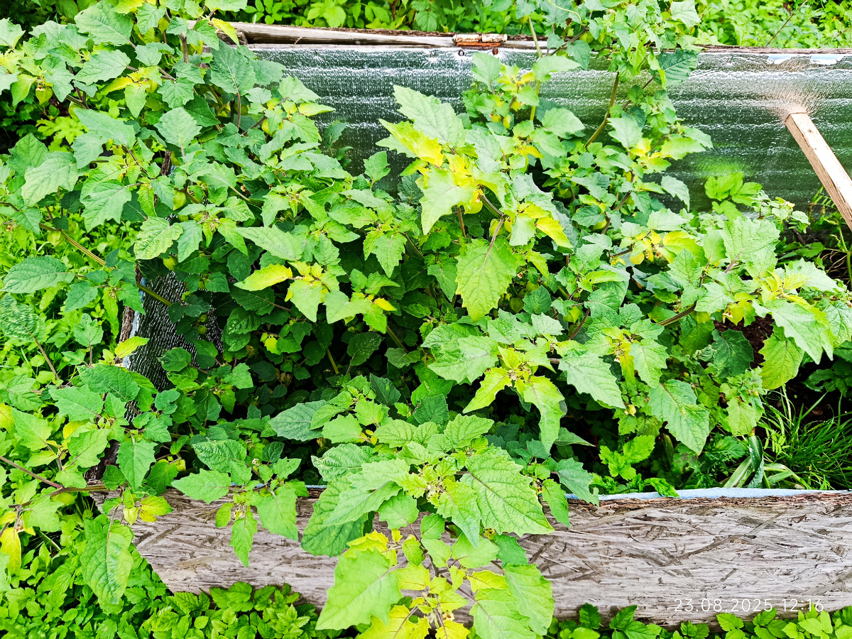 Физалис Падающие вишни тети Молли