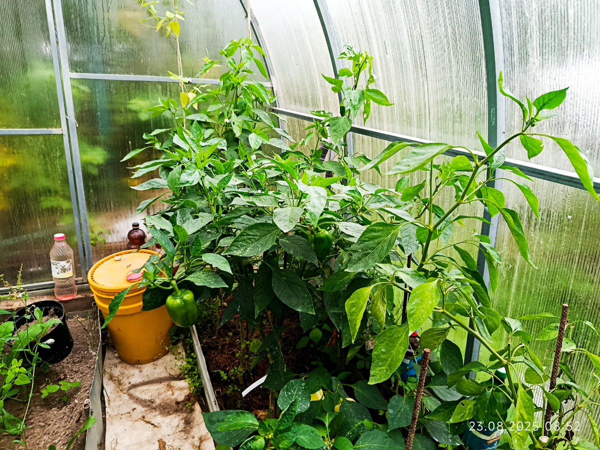 Боярин от семян Алтая