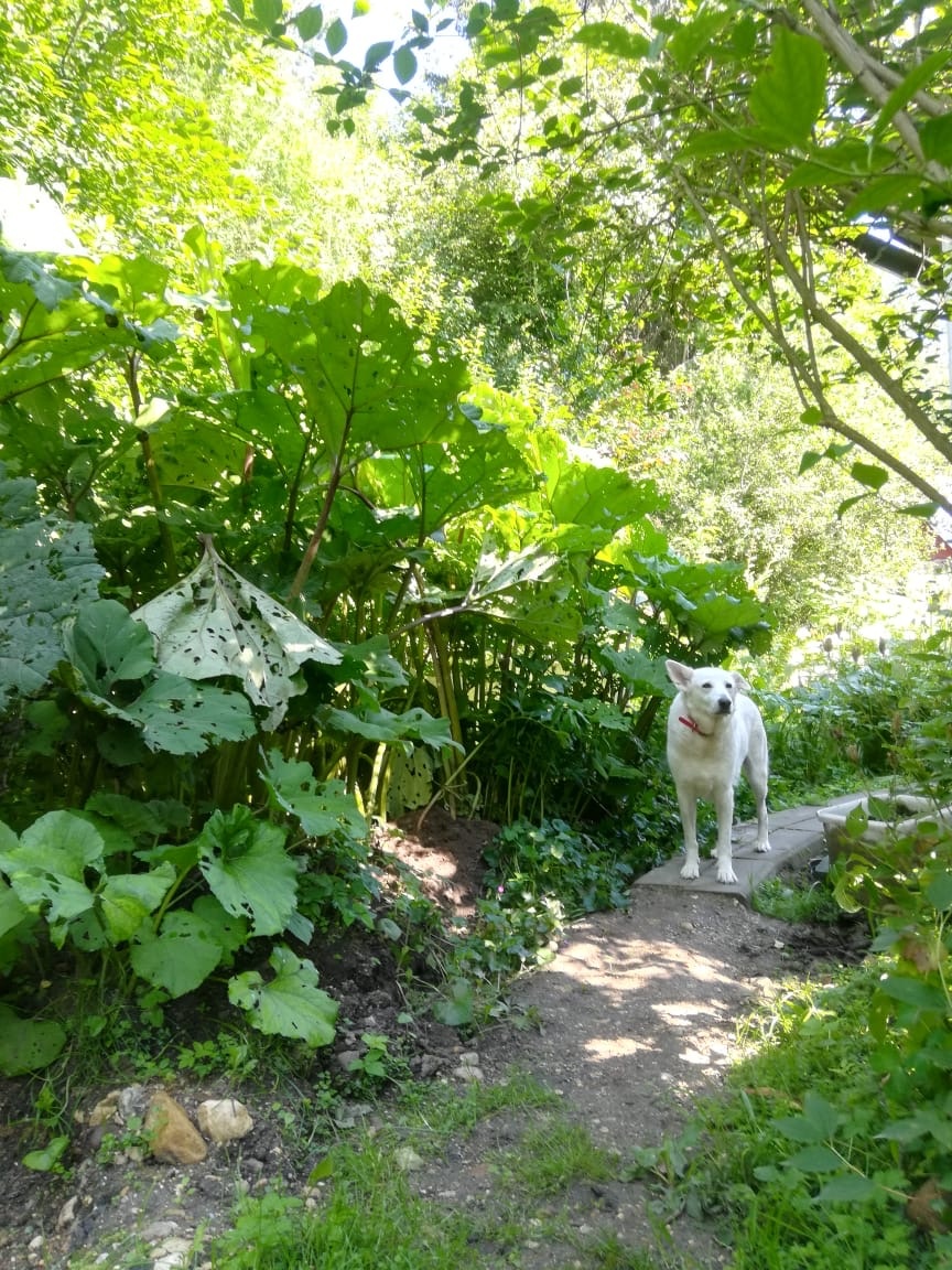 Белокопытник сахалинский