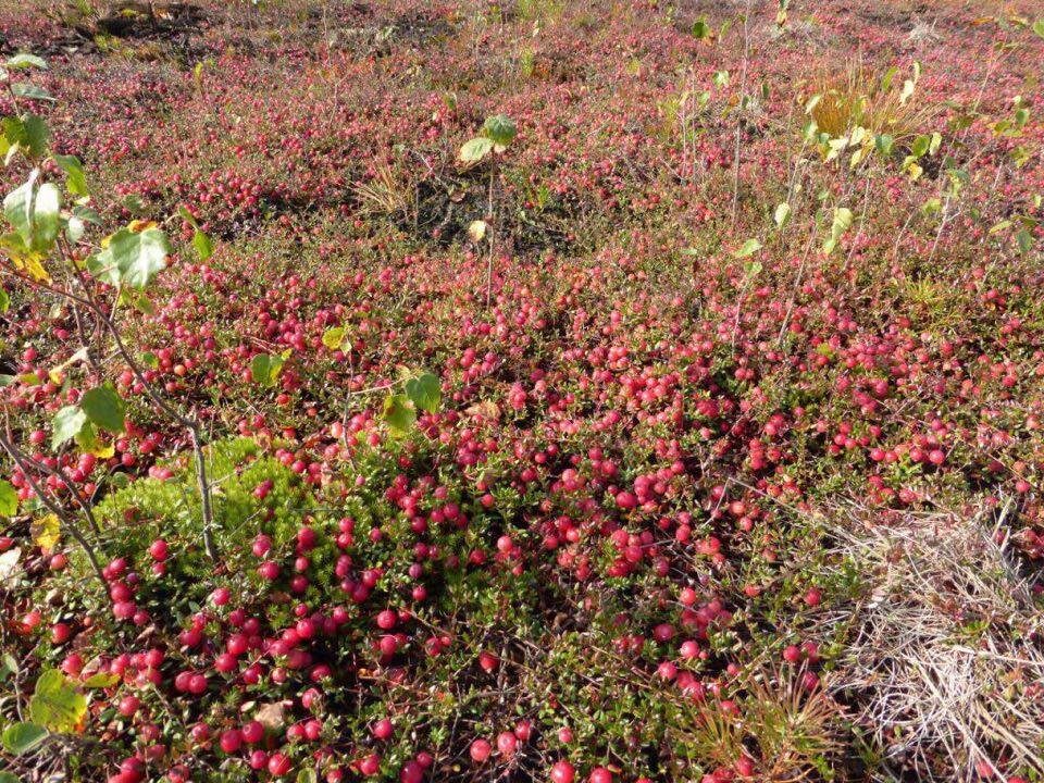 Владелец изображения: Яндекс Картинки