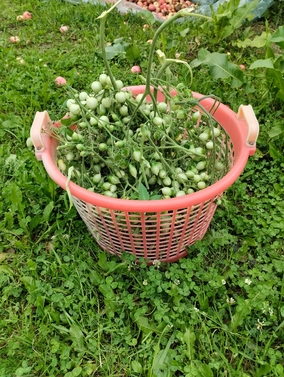 Это черри с трёх растений.