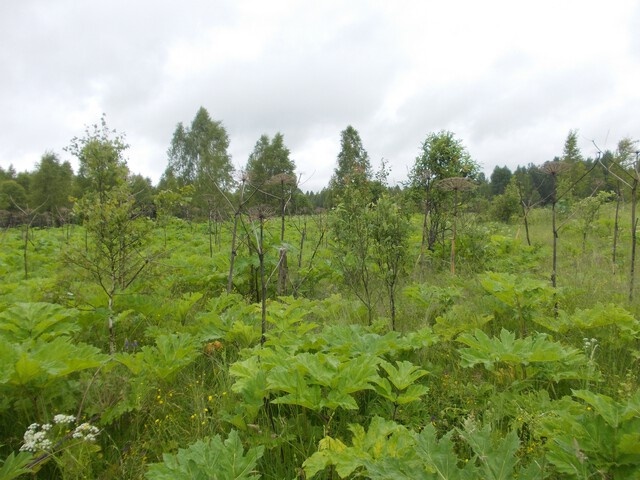 В Тверской области инспекторы выявили рекордный по площади заросший участок