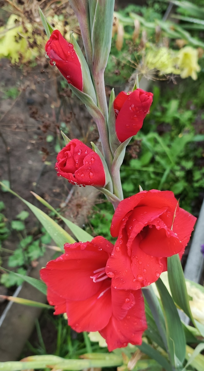 Ещё такой вам гладиолус не показывала.