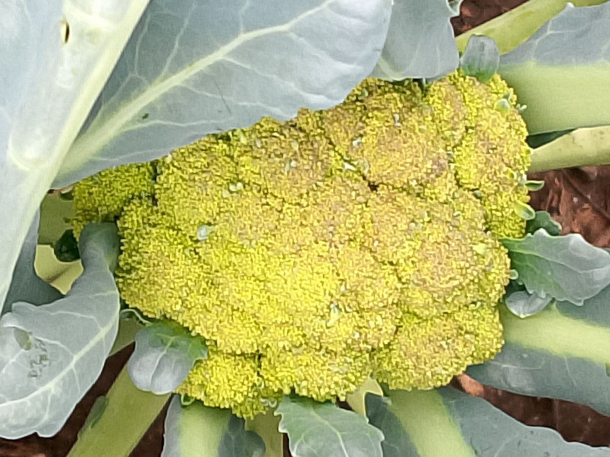 Вот такие качанчики выросли 