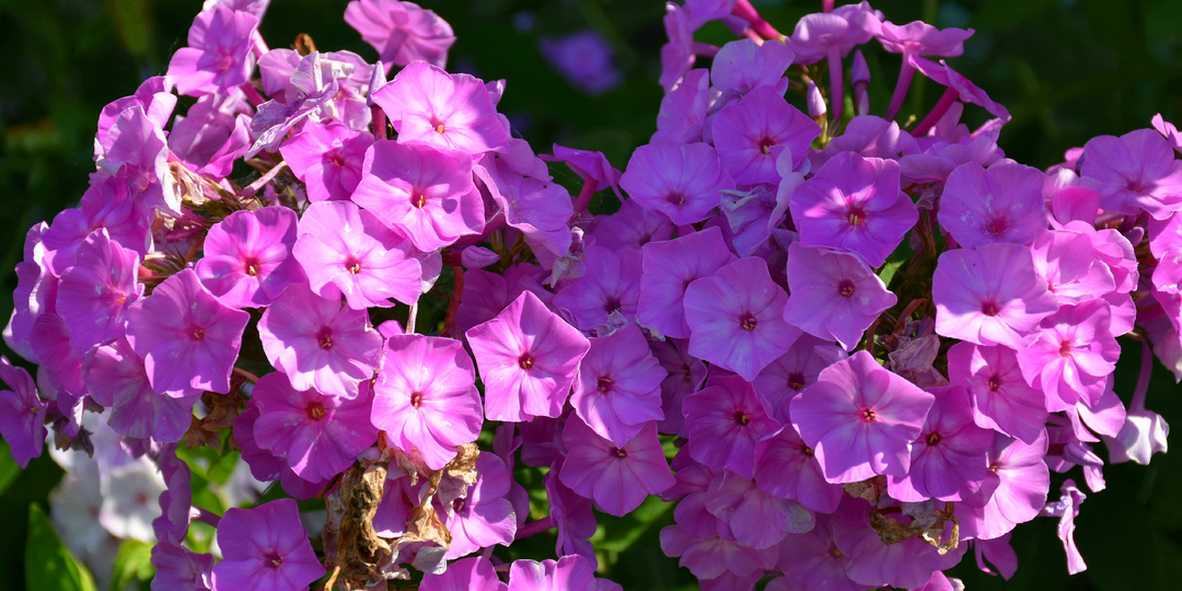 Флоксам после цветения обязательно: 5 процедур, чтобы в следующем году цветение было обильнее, пышнее и ярче