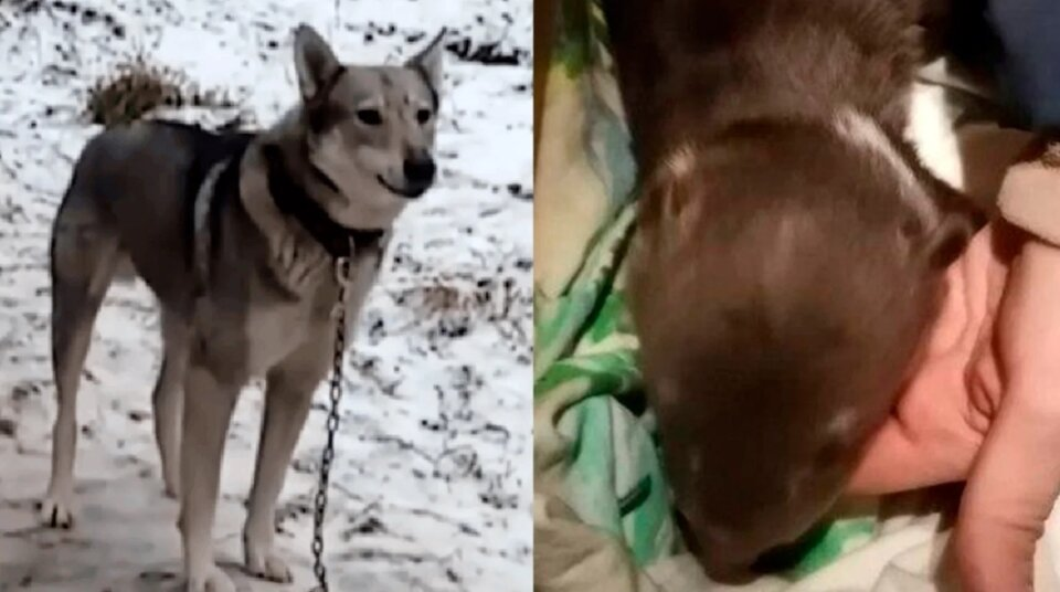 Домашняя лайка убежала в тайгу и принесла странного зверя, которого стала выкармливать вместе со своими щенками