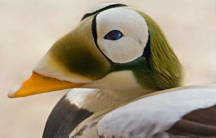 Очковая гага