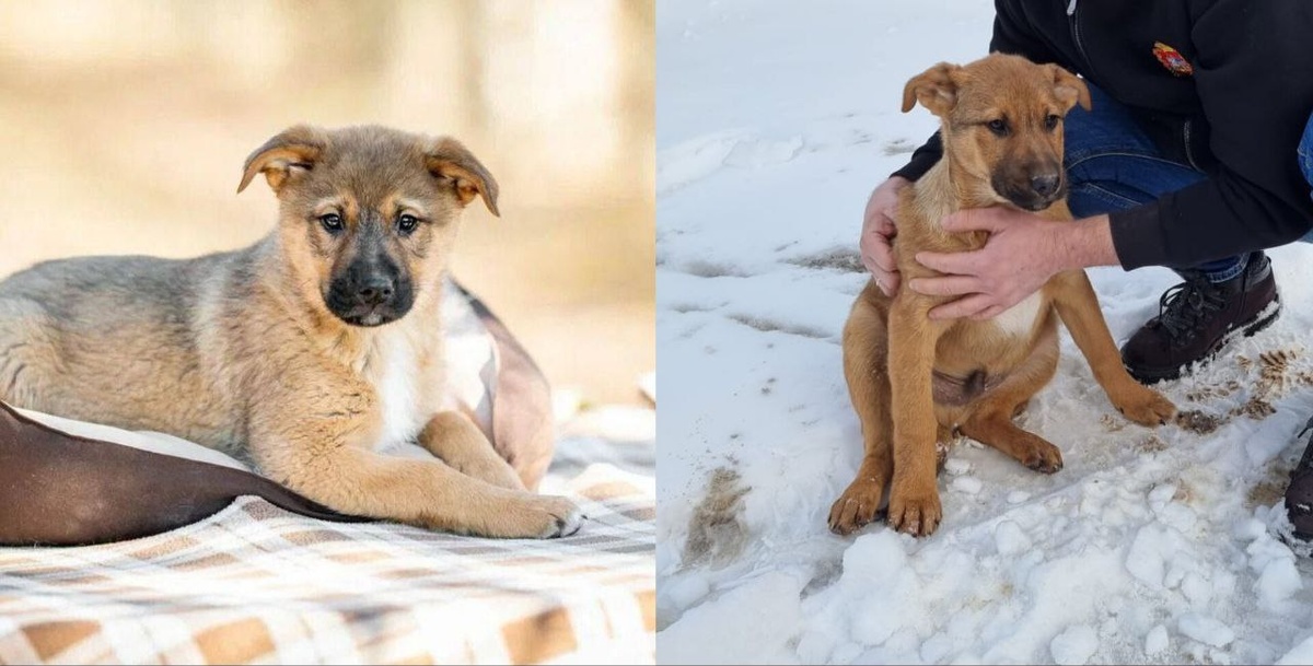 Мускат. Первый пошёл