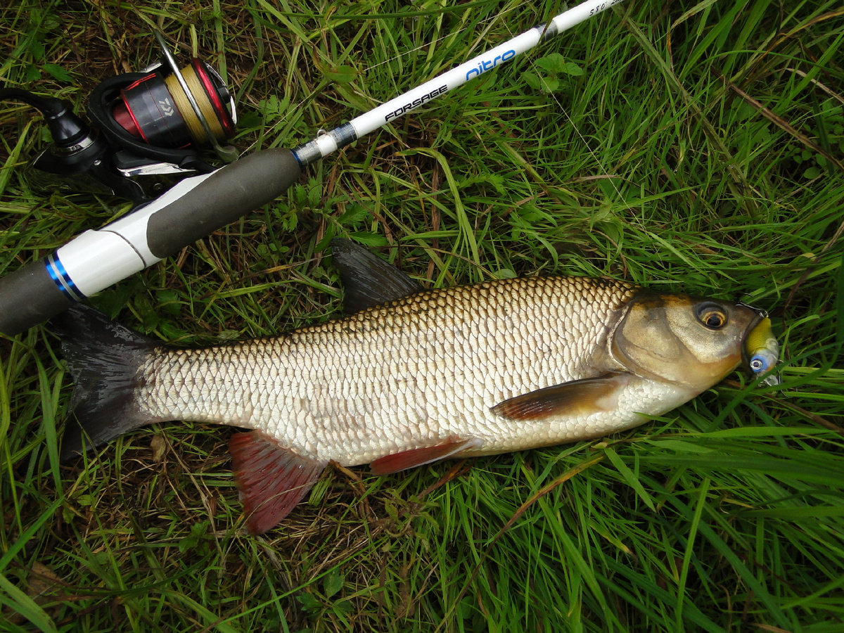 И да, на прошлой неделе я опять ловил на него! 