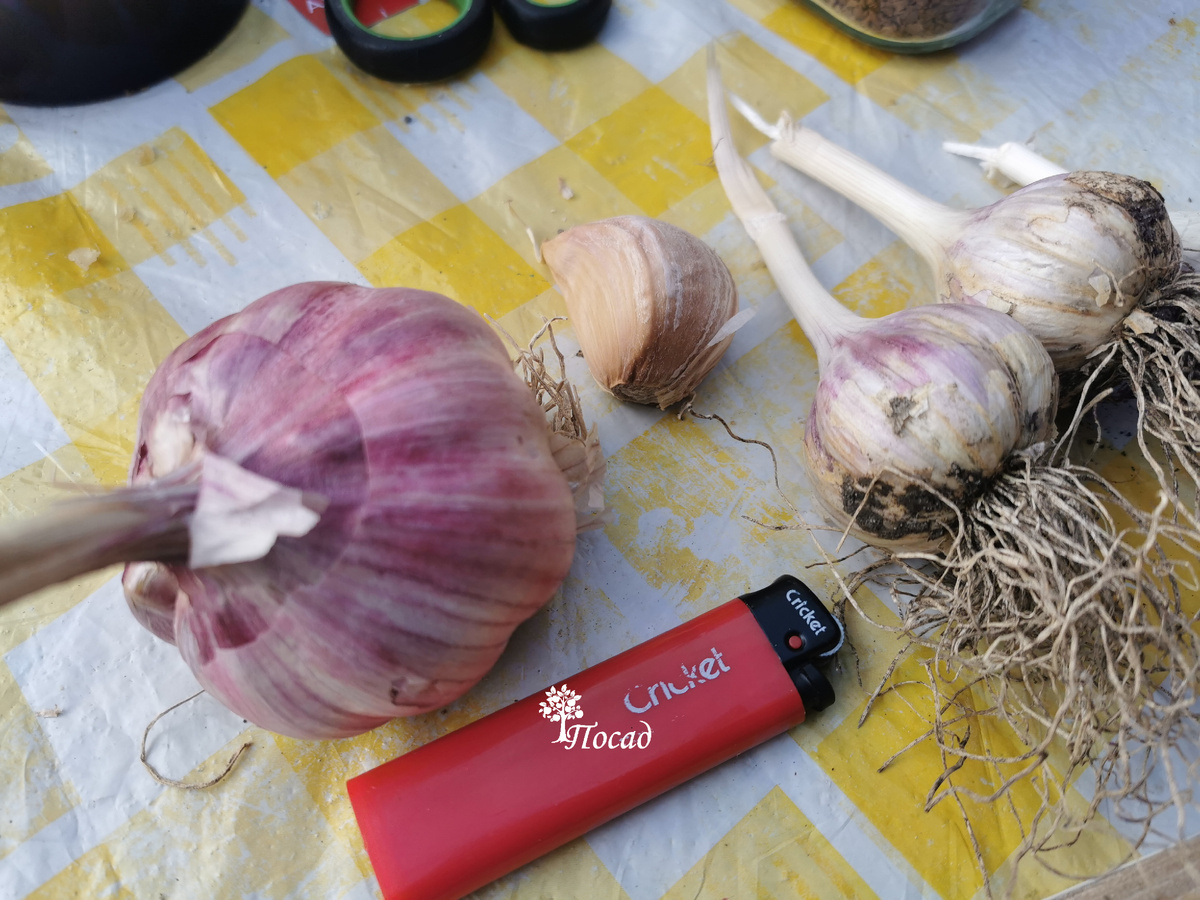 Для лучшего хранения попку чесноку можно поджечь. Зажигалкой или свечкой. Романтика!