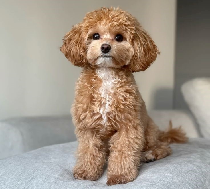 Порода той-пудель.