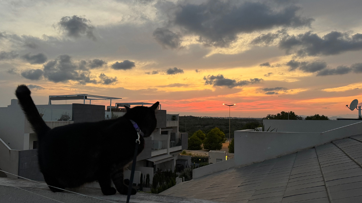 Джекуля на поводке, потому что хотел убежать «в закат» на соседскую крышу