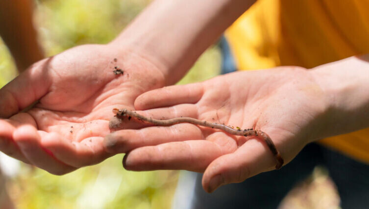    Подземный мир: как живет дождевой червяк? Фото: freepik, freepik.com