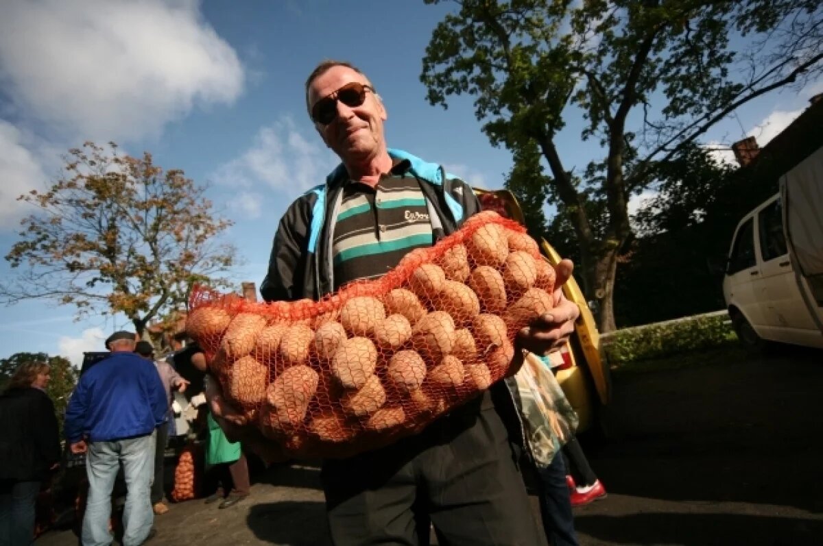    Этот год обещает быть урожайным на картофель.