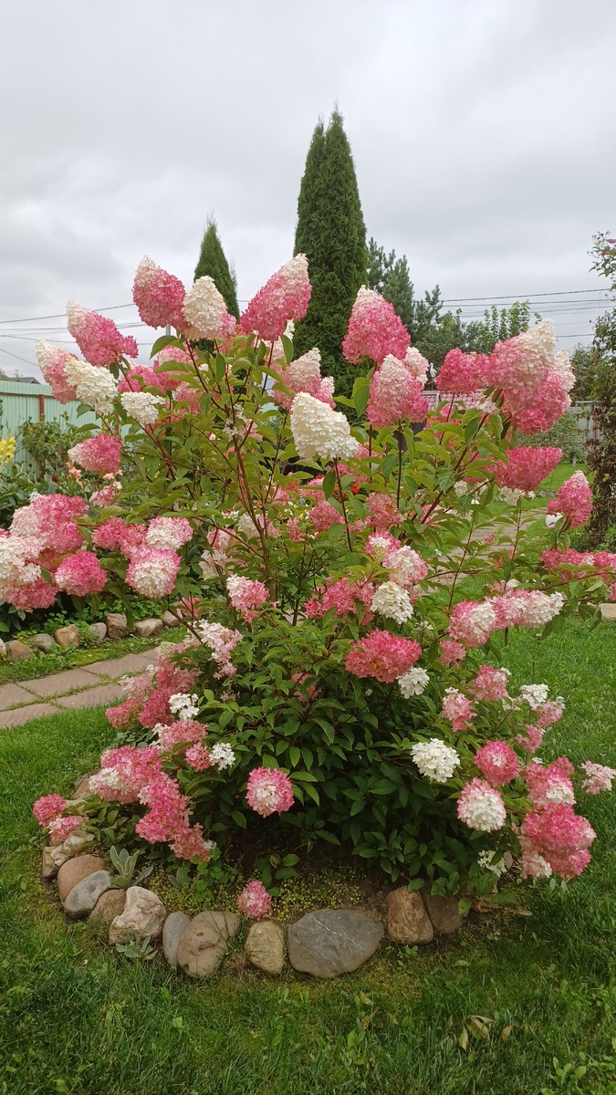Куст гортензии. Автор - Татьяна Федотова