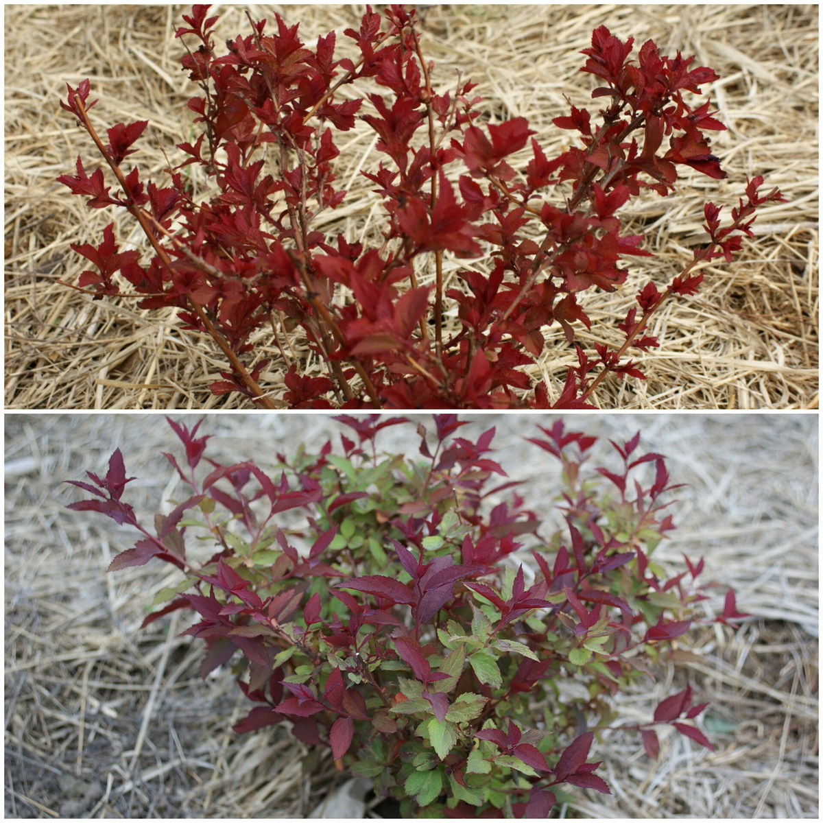 То терракота, то холодный бордовый. 