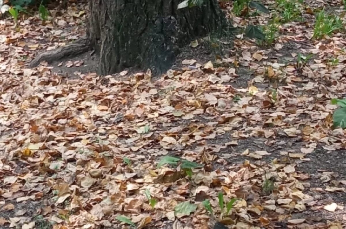    Климатолог Непомнящих предупредил об аномальном сентябре в Новосибирске