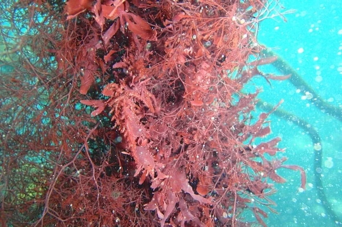    «Красные приливы» мешают промыслу лосося на Камчатке