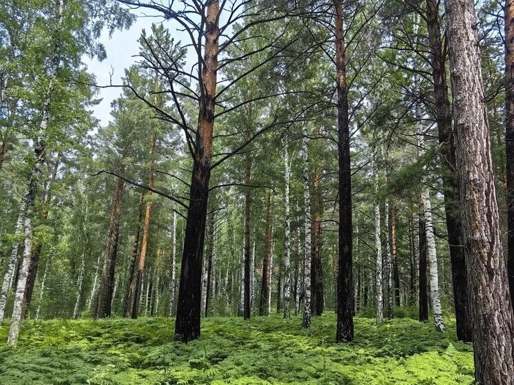     Фото: МК в Хакасии
