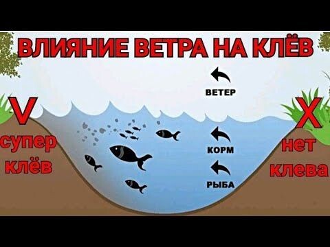 Вангуем клев: Как самостоятельно спрогнозировать активность рыбы с помощью смартфона и народных примет