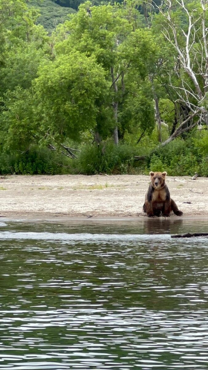    Медведи на Камчатке. Источник: Предоставлено "Толку"