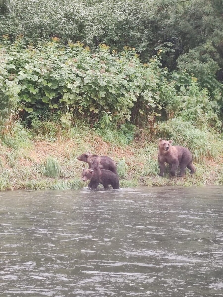    Медведи на Камчатке. Источник: Предоставлено "Толку"