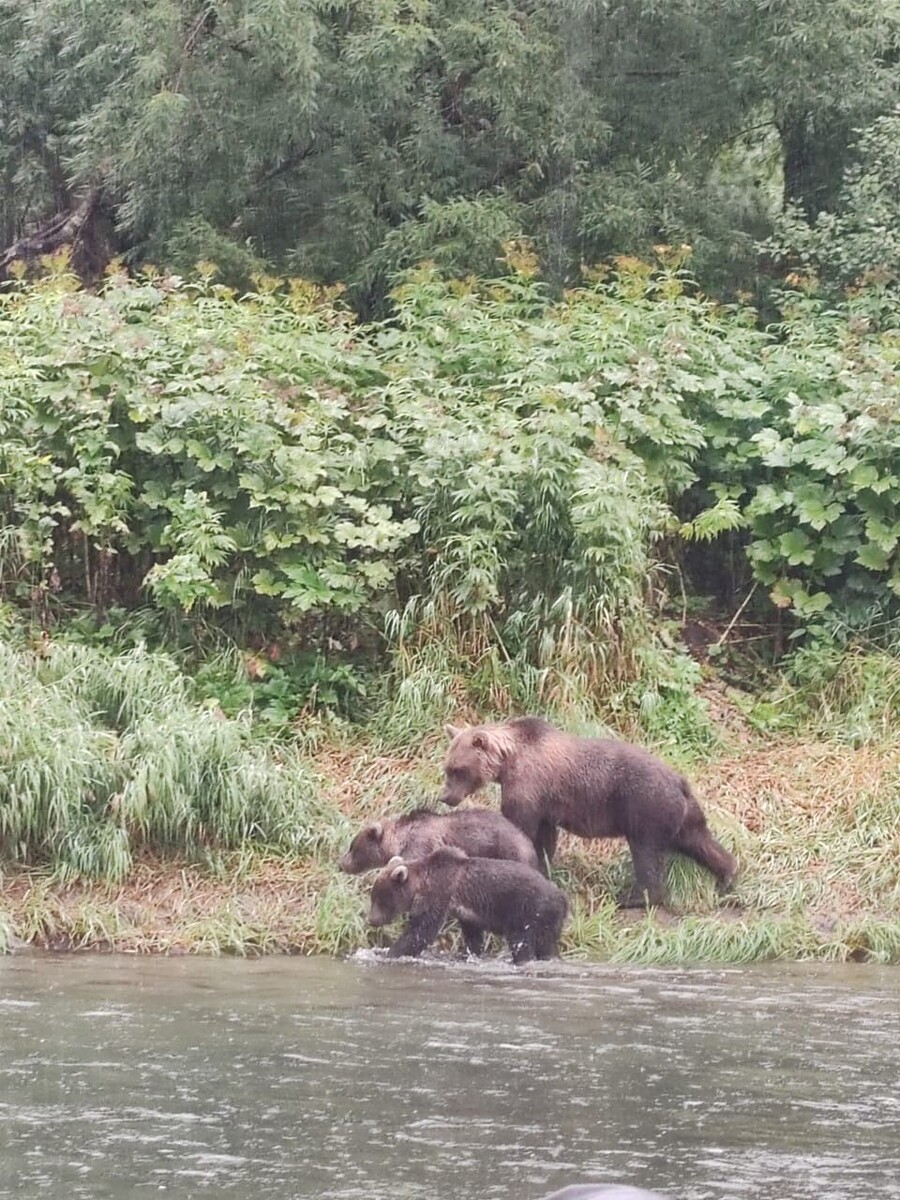    Медведи на Камчатке. Источник: Предоставлено "Толку"