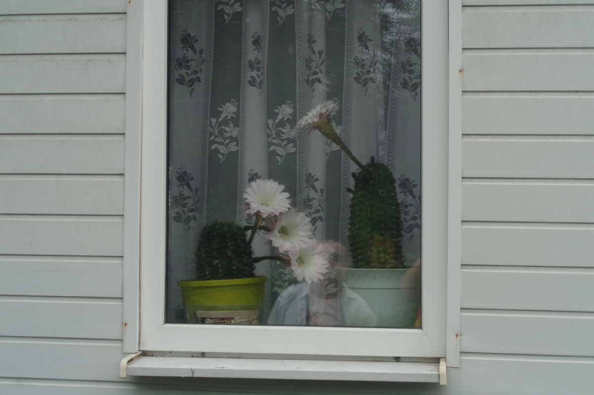 Фото автора. Июль 2025 год.