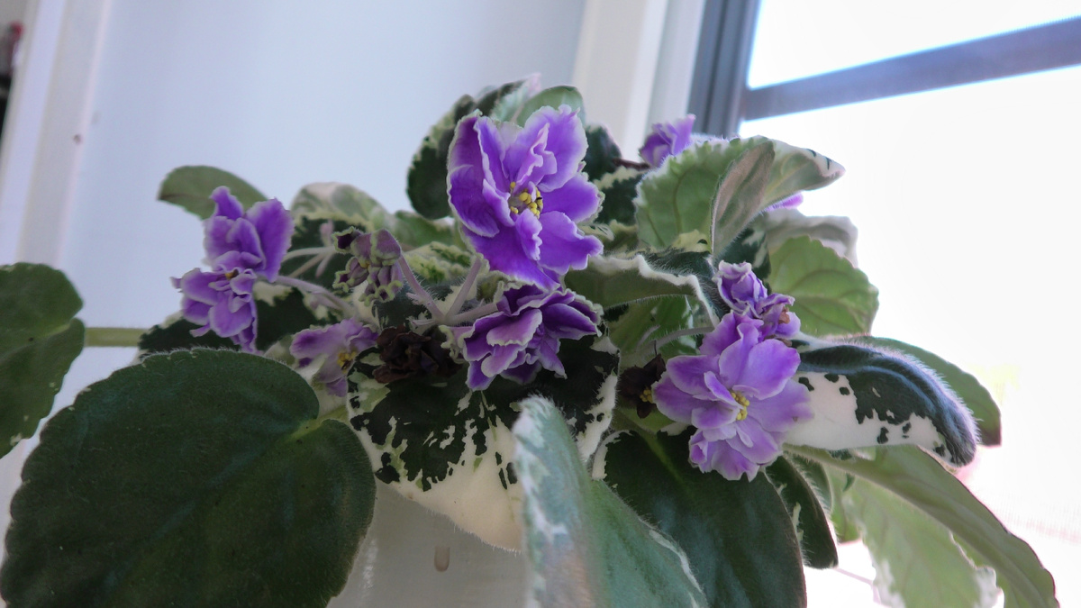 Фиалка узамбарская