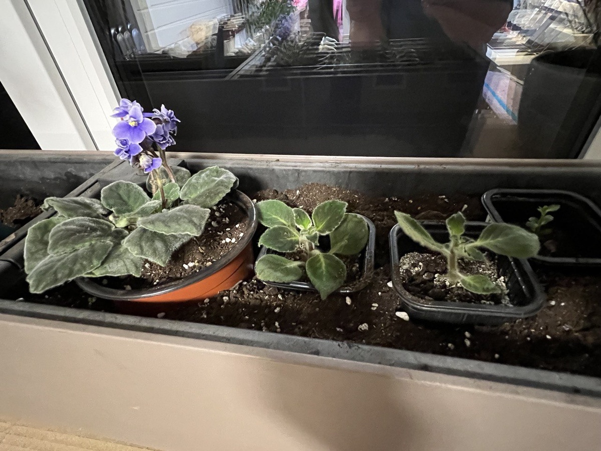 Фиалки узамбарские