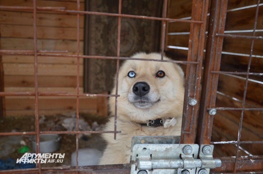    Фото: АиФ/ Анна Городкова