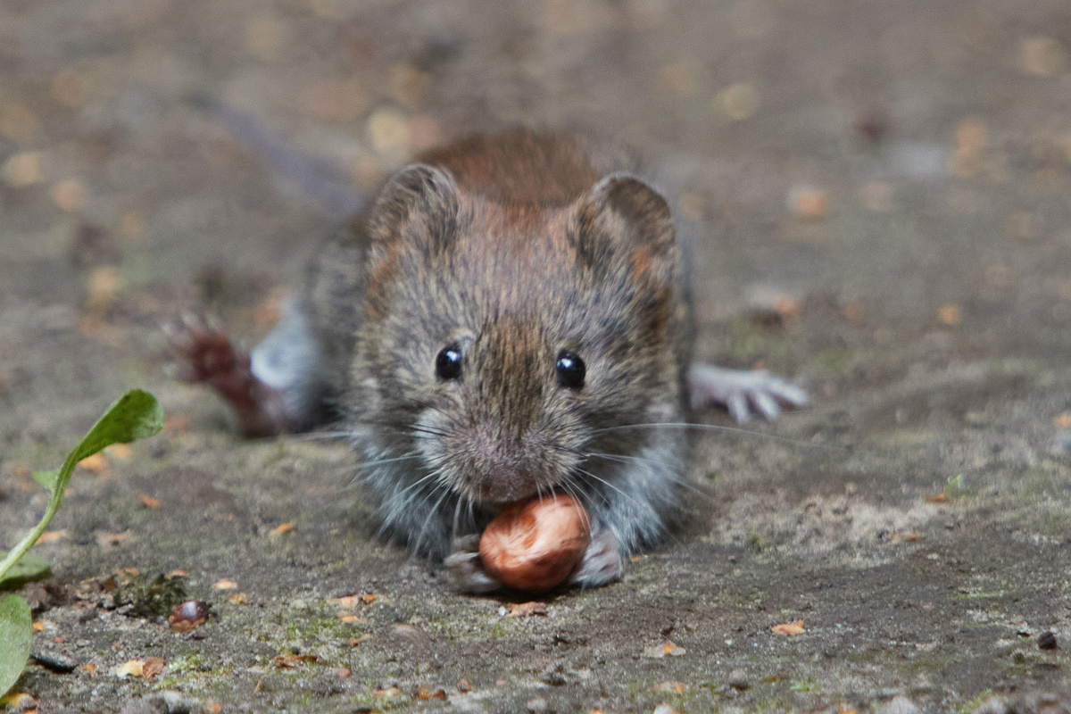 Европейская Рыжая Полевка