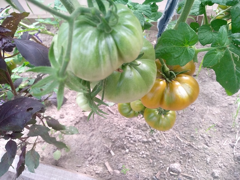 Кисти томатов на кусте