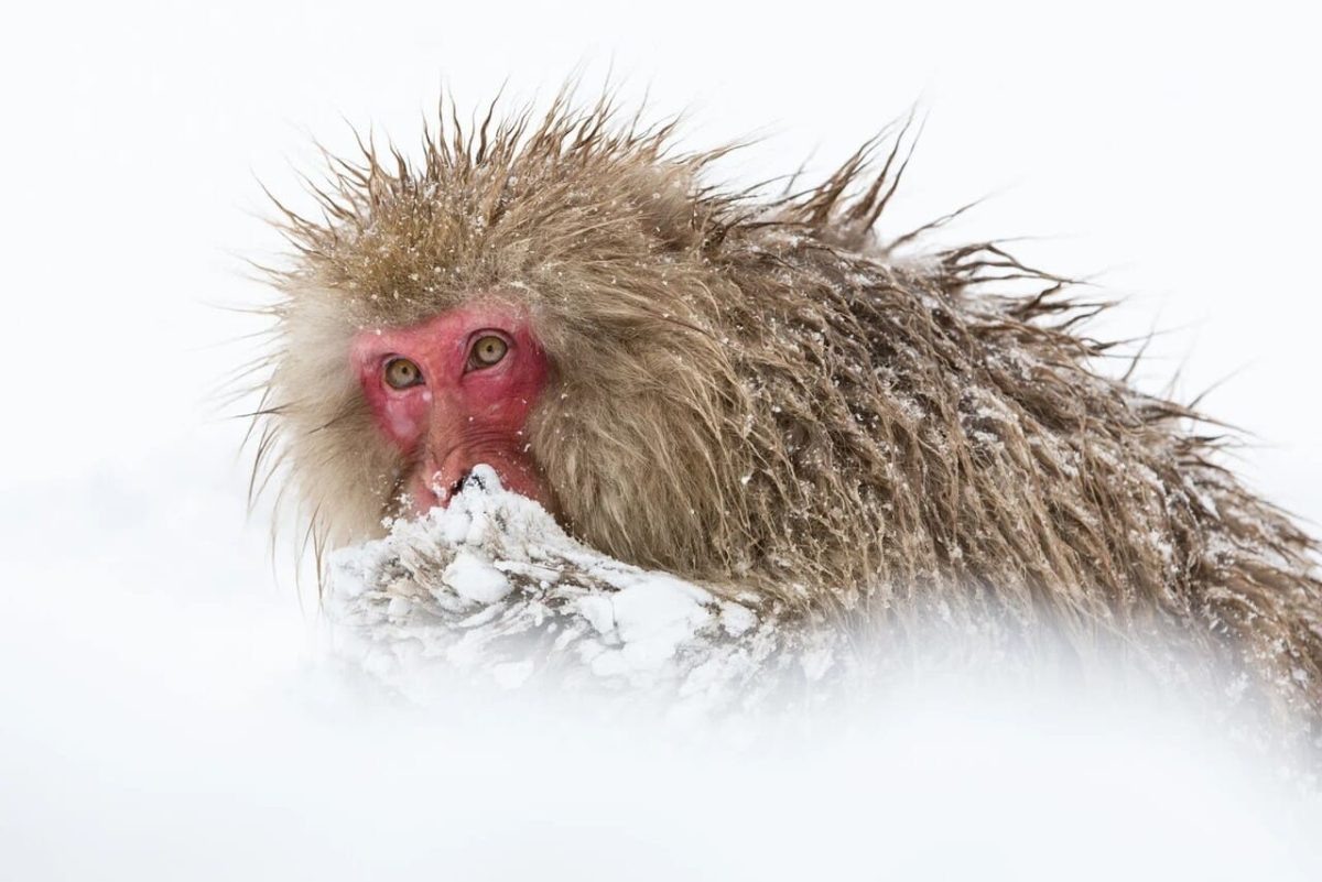    Варежки / © Denise Ippolito