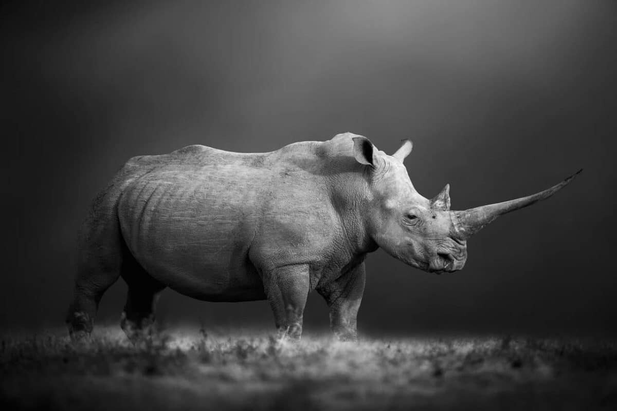     Настоящая мощь / © Bjorn Persson