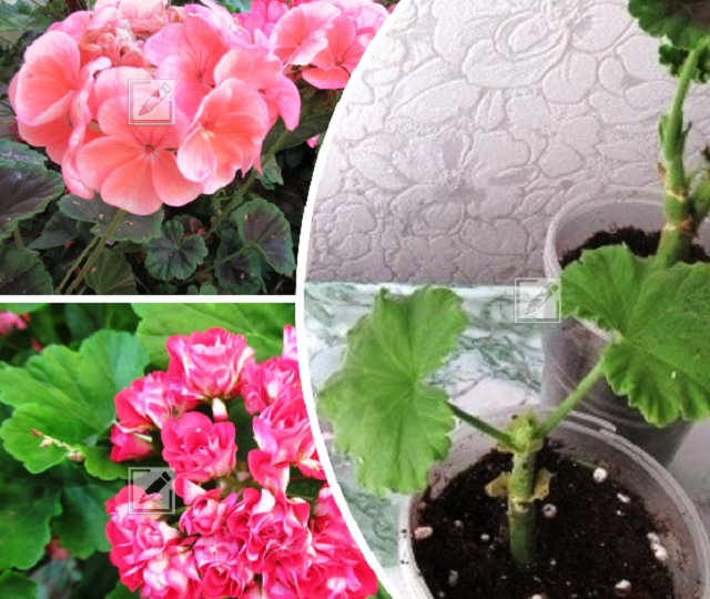 Черенкование пеларгонии в августе: не упускаем момент для быстрого наращивания корешков