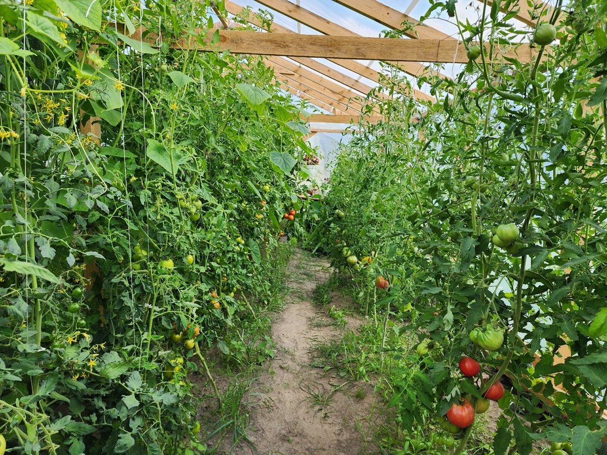 Это томаты до работ.