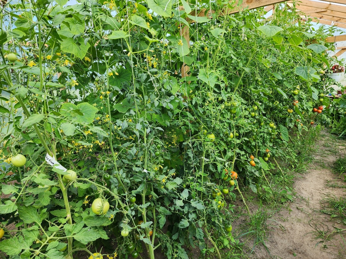 Это томаты до работ. Другая сторона в теплице.