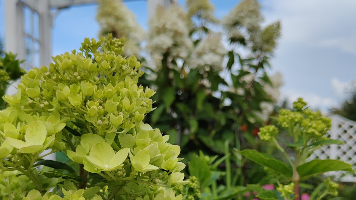 Гортензия Литл лайм