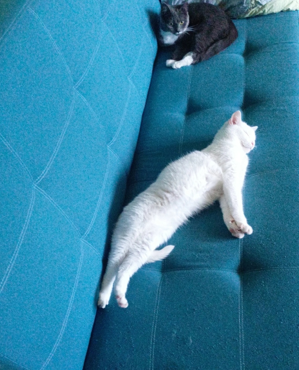 Мои коты домашние. Снежка подобрала на улице котёнком.