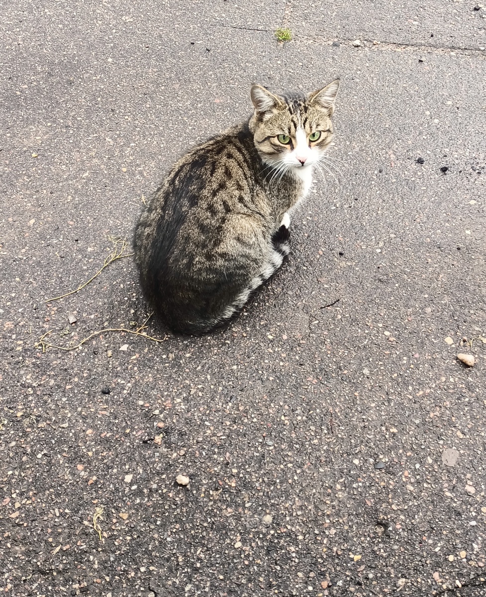 Этого кота подкармливаем на работе. Не знаю, есть ли у него хозяин, но кот всегда находится неподалёку и не пропадет.